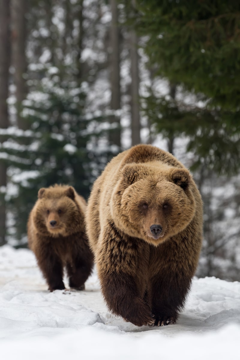 family-bear-in-the-winter-forest-2022-02-01-23-41-01-utc-min
